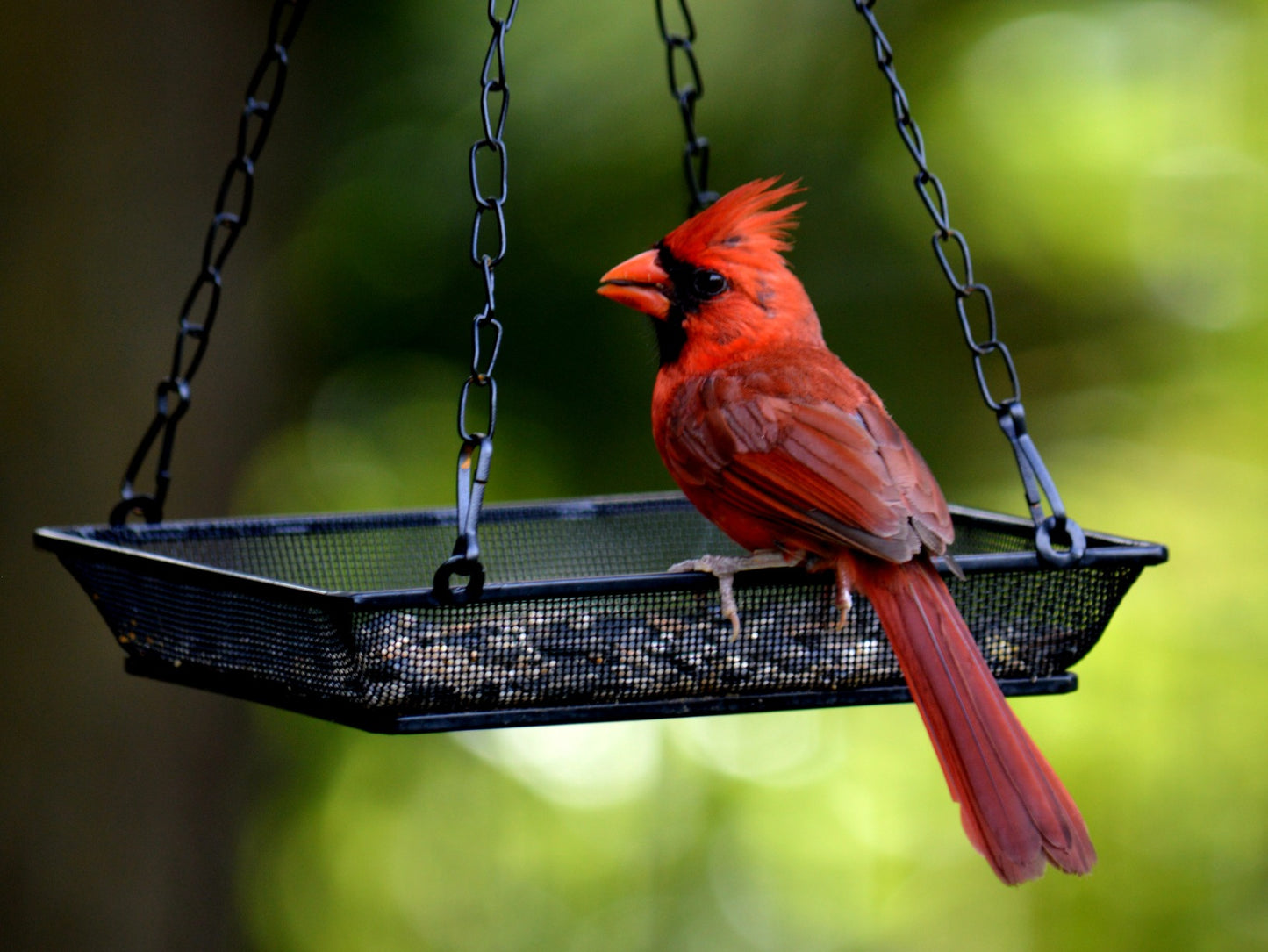 Hanging Bird Feeder Tray Metal Mesh Platform Seed Feeder with Durable Chains for Outdoors Garden Great for Attracting Birds